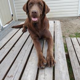Mia - Labrador Retriever