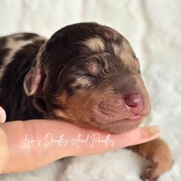 Aussiedoodle puppies from Jam's Doodles And Poodles