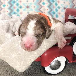 Poodle Puppies from Myers Family Standard Poodles