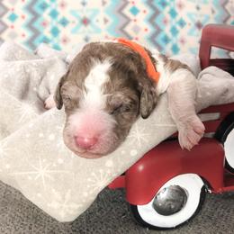 Poodle Puppies from Myers Family Standard Poodles