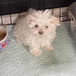 Maltese, Morkie, and Yorkshire Terrier Puppies from Mountain Top Hot Tailz