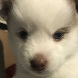 Patches - Red and white Pomsky puppy in Bronx, New York from DeLeon’s Wolfpack Pomsky’s
