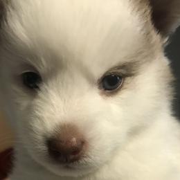 Patches - Red and white Pomsky puppy in Bronx, New York from DeLeon’s Wolfpack Pomsky’s