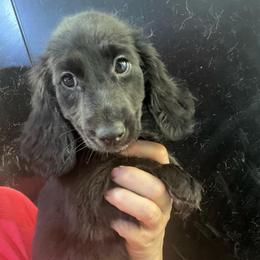 Saray girl 3 - Black female Dachshund puppy in Bigfork, Minnesota from Dachshunds Up North