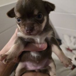 GIRL 4 - Chocolate sabled fawn female Chihuahua puppy in Lugoff, South Carolina from Cutie Pie Chihuahua's