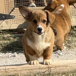 Boy 6 - Red male Pembroke Welsh Corgi puppy in Moulton, Alabama from Reed's Pembroke Corgi Welsh