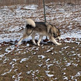 Alaskan Malamute puppies from Rockin' Maples Malamutes