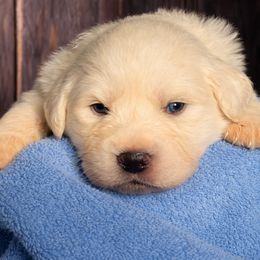 Blue Boy - White male Great Pyrenees puppy in Elfrida, Arizona from Outlaw Acres Farm & Kennels