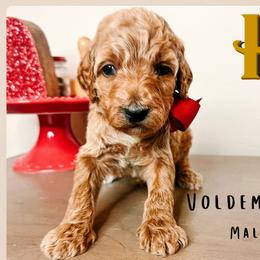 Voldemort - Parti male Goldendoodle puppy in Hilton, New York from The House of Goldendoodle
