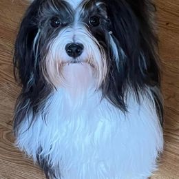 Willow - Havanese