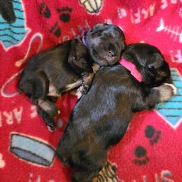 Miniature Schnauzer Puppies from Starbound Miniture Schnauzer's