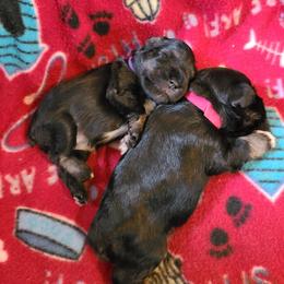 Miniature Schnauzer Puppies from Starbound Miniture Schnauzer's