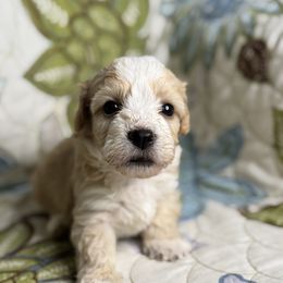Girl2 031725 CS - Cream Maltipoo puppy in Bakersfield, California from Silvia's Maltipoos
