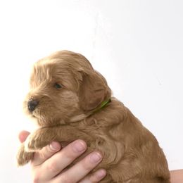 Goldendoodle Puppies from Indy Goldendoodles