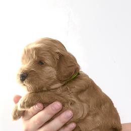 Goldendoodle Puppies from Indy Goldendoodles