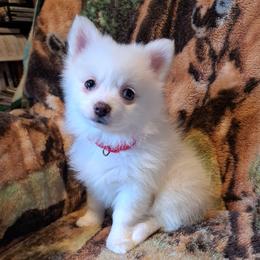 SNOOKI  Girl 4 - White female Pomeranian puppy in Lore City, Ohio from Tonia's Pomeranians