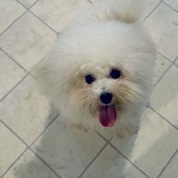 Evie - White and buff female Bichon Frise puppy in Berlin, New Jersey from Charmed Bichons