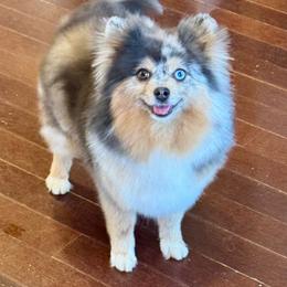 TRUE BOO - Blue merle female Pomeranian puppy in Willis, Texas from Treasured Jewels Pomeranians