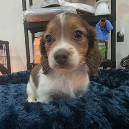 Blue based shaded red piebald - Piebald male Dachshund puppy in West Plains, Missouri from Spring Creek Dachshunds