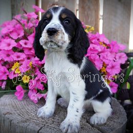 Boy 3 - Black white and tan male English Springer Spaniel puppy in Great Falls, Montana from Big Sky Springers