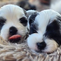 Mal-Shi Puppies from Gemstone Exclusive Pups of Florida