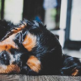 Cavalier King Charles Spaniel and Cavapoo Puppies from Golden Hour Cavapoos
