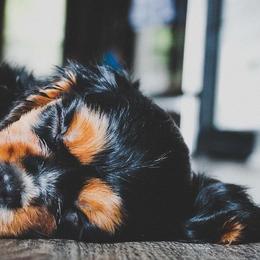 Cavalier King Charles Spaniel and Cavapoo Puppies from Golden Hour Cavapoos
