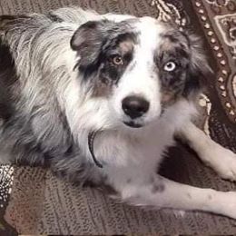 April - Australian Shepherd