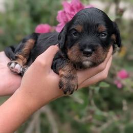 Harvest - Black and tan male Cavapoo puppy in Coshocton, Ohio from Forever Family Puppies