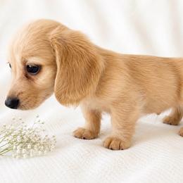 Dude - Cream male Dachshund puppy in Sebring, Florida from Mini Weenies