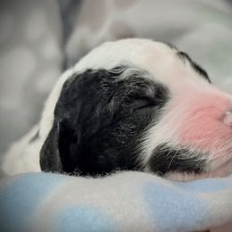 Goldendoodle and Poodle Puppies from Southern Stroll Poodles & Doodles
