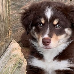Girl 2 - Miniature American Shepherd puppy in Corydon, Indiana from Arbuckle’s Lookin Good Aussies (LGA)