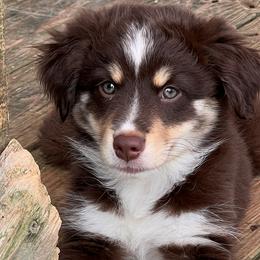 Girl 2 - Miniature American Shepherd puppy in Corydon, Indiana from Arbuckle’s Lookin Good Aussies (LGA)