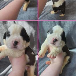 Girl 2 - female Saint Bernard puppy in Saltsburg, Pennsylvania from Loyal Ridge Saint Bernards