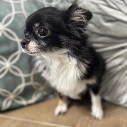 PomPom - Chihuahua