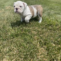 Bulldog Puppies from Midwest Monster Made Bulldogs