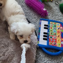 Maltese Puppies from ARIZONA MALTEE GEMS