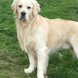 Golden Retrievers from Carlins Goldens