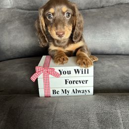 Abby - Chocolate and tan female Dachshund puppy in Stuart, Iowa from Johnson Family Corgis and more