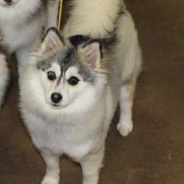 Bernedette  - Pomsky