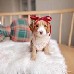 Lady - 12 Days of Christmas - Apricot female Goldendoodle puppy in Syracuse, Indiana from The Doodle Cove