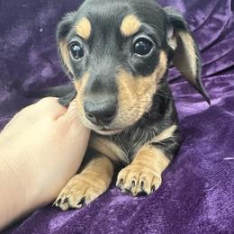 Hot Pepper - Black and cream female Dachshund puppy in Memphis, Tennessee from River City Doxies