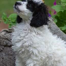 Poodles from Cloverhill Poodles