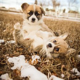 Pembroke Welsh Corgi Puppies from Columbine Corgis