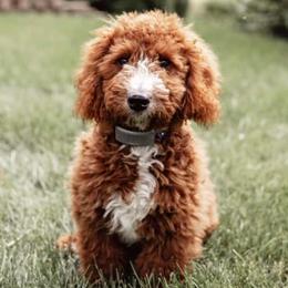 Golden Aussiedoodles, Goldendoodles, and Poodles from Doodles and Poodles Naturally