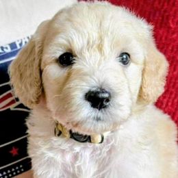 Tilly - Apricot female Goldendoodle puppy in Western Massachusetts, Massachusetts from Magical Goldendoodles of Pioneer Valley, MA