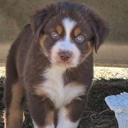El Dorado 3 - Red tri-color male Australian Shepherd puppy in Solon, Maine from Mountain Range Australian Shepherds