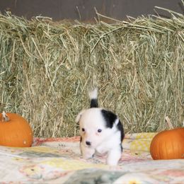 Dunkin - Black and white male Cardigan Welsh Corgi puppy in Leonard, Texas from Southern Rose Corgis