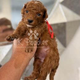 Timon - Red  male Poodle puppy in Belleville, New Jersey from TK Poodles