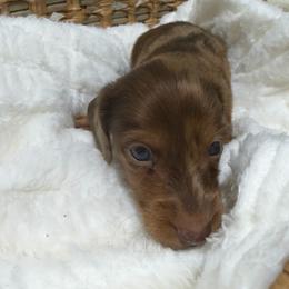 Jackson (AKC - Dapple male Dachshund puppy in Mansfield, Missouri from Owens Farm